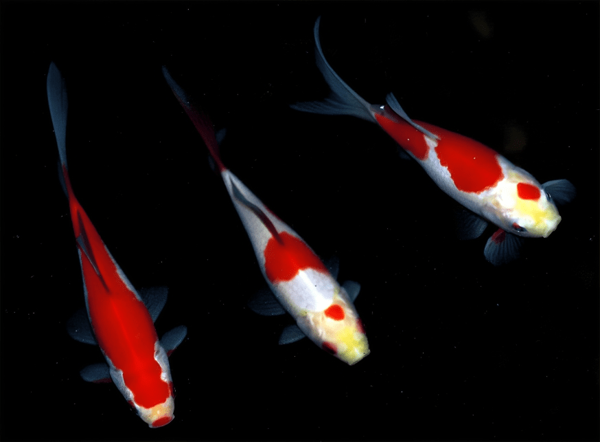 Three vibrant koi fish in motion.