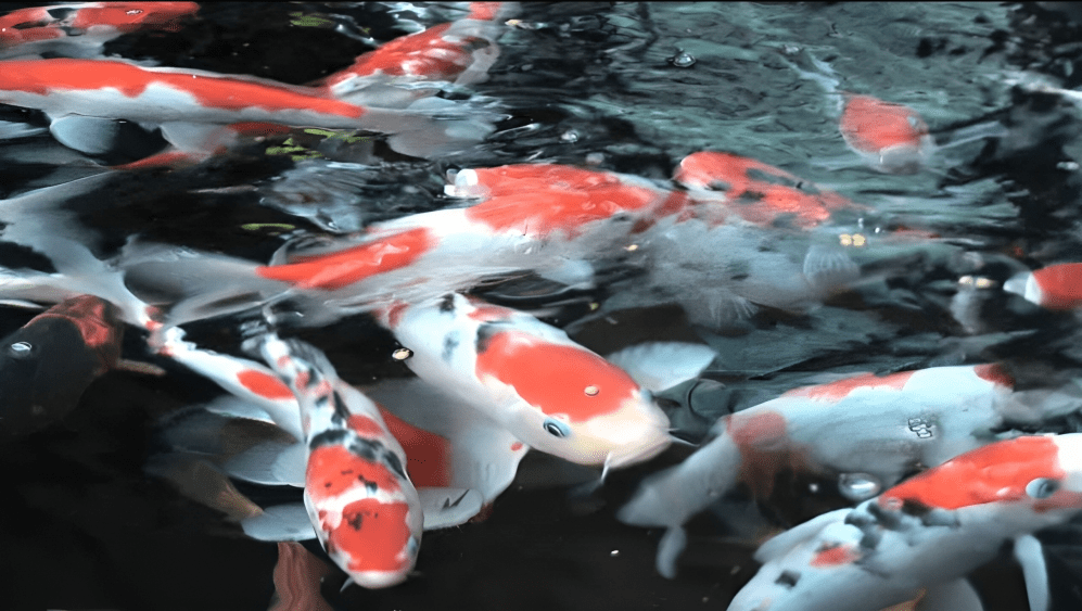 Group of koi fish underwater