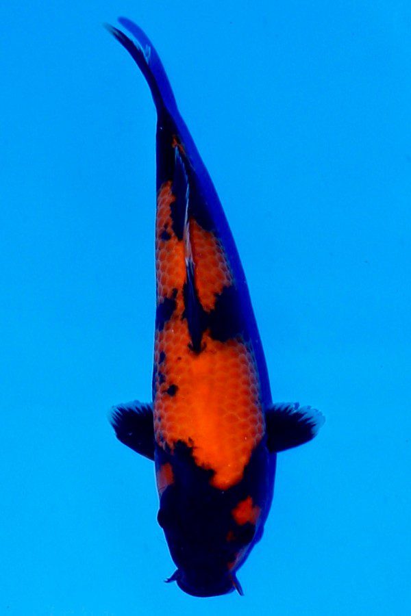 Hi-Utsuri-koi