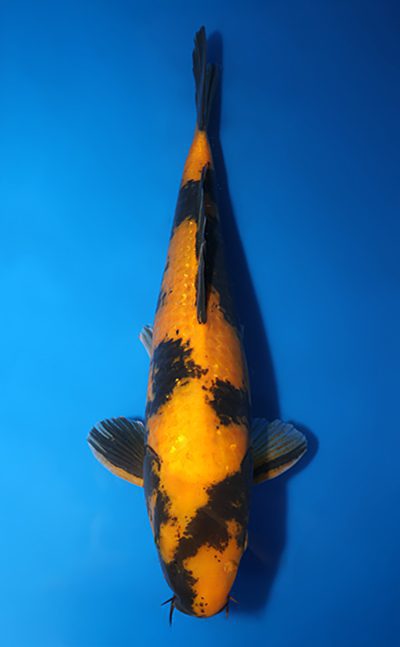 Ki-Utsuri-koi