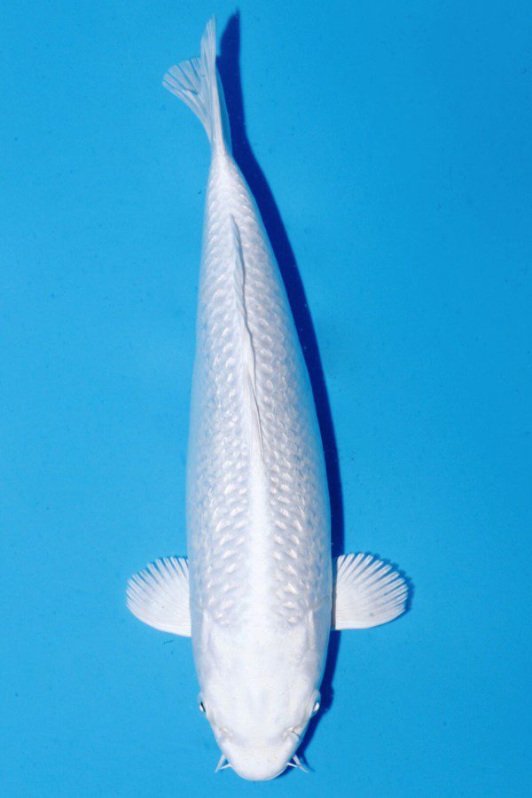 Platinum-koi