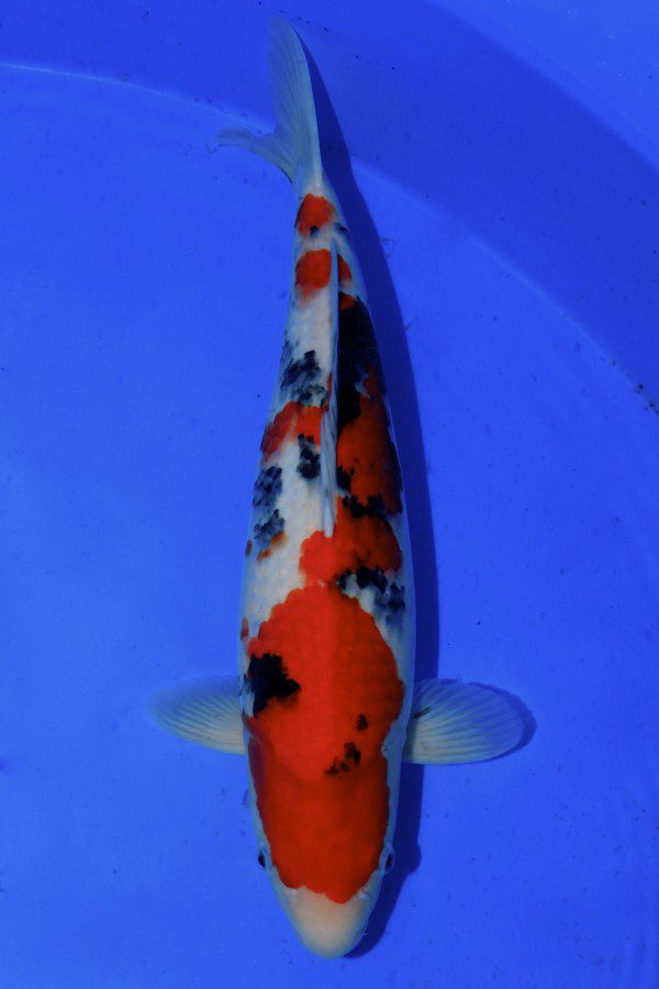 Sanke-koi