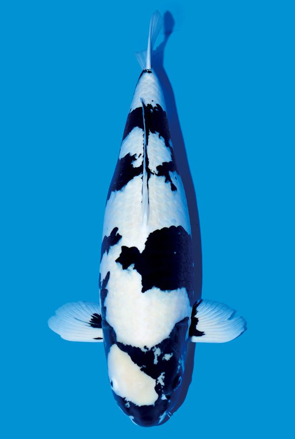 Shiro-Utsuri-koi