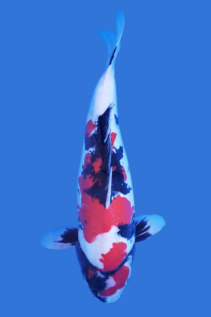 Showa-koi